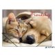 Gumis mappa, 15 mm, PP, A4, PANTA PLAST "Friendship"