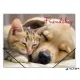 Gumis mappa, 15 mm, PP, A4, PANTA PLAST 'Friendship'