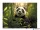 Gumis mappa, 15 mm, PP, A4, PANTA PLAST "Panda"