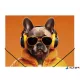 Gumis mappa, 15 mm, PP, A4, PANTA PLAST, "Cool dog"