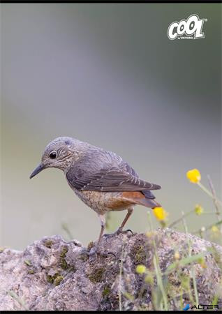 Füzet, tűzött, A4, vonalas, 80 lap, COOL BY VICTORIA "Birds"