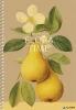 Spirálfüzet, A5, sima, 96 lap, SHKOLYARYK "We Grow", vegyes