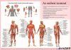 Könyökalátét, kétoldalas, A3, STIEFEL "Az emberi vázizomzat / érzékszervek"