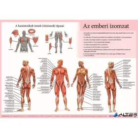   Könyökalátét, kétoldalas, A3, STIEFEL 'Az emberi vázizomzat / érzékszervek'