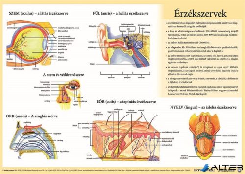 Könyökalátét, kétoldalas, A3, STIEFEL "Az emberi vázizomzat / érzékszervek"