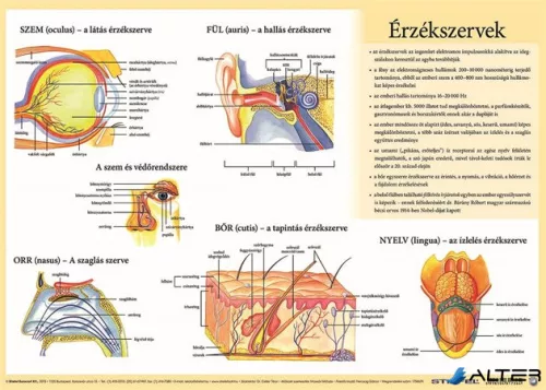 Könyökalátét, kétoldalas, A3, STIEFEL 'Az emberi vázizomzat / érzékszervek'
