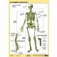 Tanulói munkalap, A4, STIEFEL 'Az emberi csontváz'